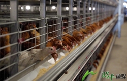 【乡村振兴看昭平】智能化养殖 蛋鸡过上“数字生活”