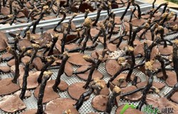 【乡村振兴看昭平】林下灵芝撑起集体经济“致富伞”