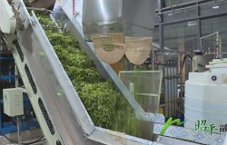 【乡村振兴看昭平】夏茶生产正当时 增收按下“加速键”