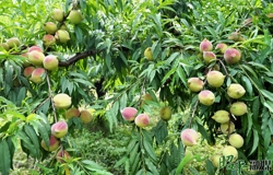 “桃”醉夏日引客来—— 昭平县黄姚镇鹰嘴桃种植基地开园