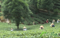 【乡村振兴看昭平】夏茶飘香引客来 沉浸式体验茶文化