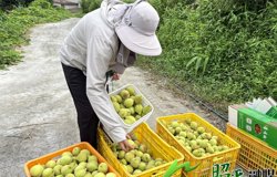 【乡村振兴看昭平】 鹰嘴蜜桃喜迎丰收 脆甜多汁迎客来采