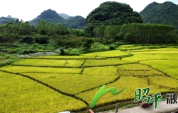 【乡村振兴看昭平】 昭平早稻测产交出“丰收答卷”