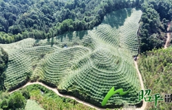 【乡村振兴看昭平】金秋十月瓜果香 走马镇罗汉果迎丰收