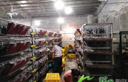 昭平县政协：助力大广村鹧鸪养殖打通产销壁垒