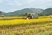 【乡村振兴看昭平】 稻谷喜获丰收 机械化助力颗粒归仓