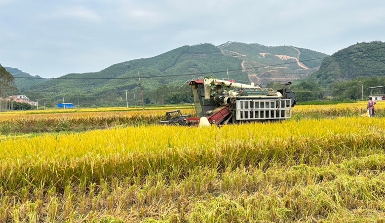 【乡村振兴看昭平】 稻谷喜获丰收 机械化助力颗粒归仓