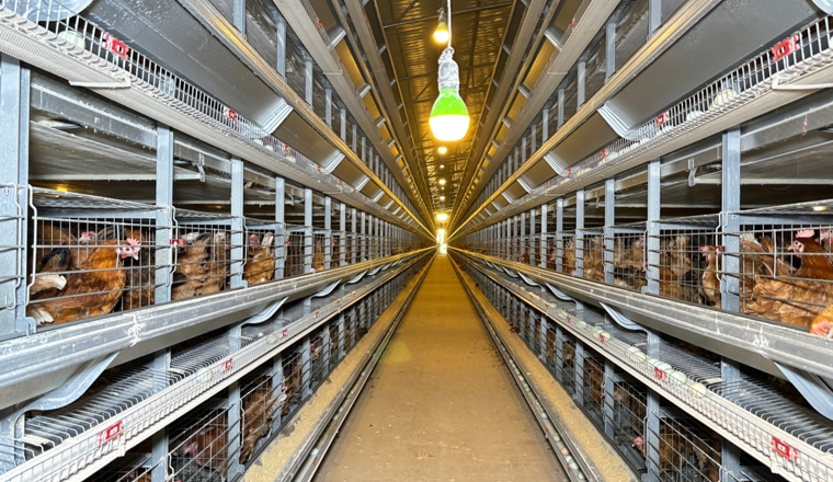 【乡村振兴看昭平】智能鸡舍“慧”生金 日产鲜蛋八万枚