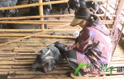 【乡村振兴看昭平】 林下养殖“致富羊” 黑山羊闯出新天地