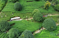 昭平限定：茶香作伴 康养同行