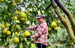 【乡村振兴看昭平】柚果飘香 硕果盈枝