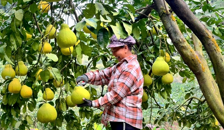 【乡村振兴看昭平】柚果飘香 硕果盈枝