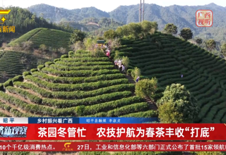 广西广播电视台新闻频道播出 昭平：茶园冬管忙 农技护航为春茶丰收“打底”