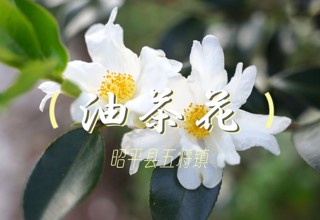 昭平21万亩油茶“果花同枝”映丰景