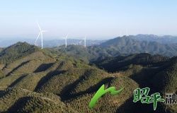 【乡村振兴看昭平】昭平21万亩油茶“果花同枝”映丰景