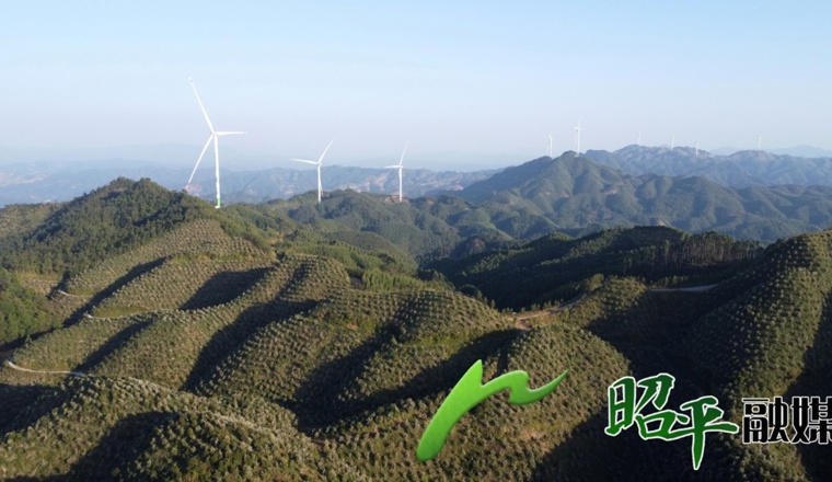 【乡村振兴看昭平】昭平21万亩油茶“果花同枝”映丰景