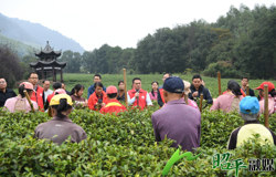 【四中全会精神在基层】科技特派员深入田间传技，助力茶产业提质增效