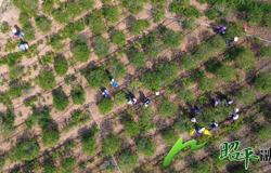 【四中全会精神在基层】 黄栀子褪绿染金 共富路绘就新景