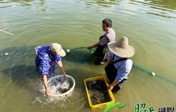 【乡村振兴看昭平】走马镇生态黄骨鱼喜迎开塘