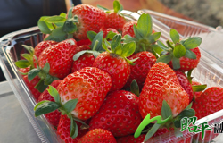 【乡村振兴看昭平】冬日“莓”好上线！草莓采摘正当时