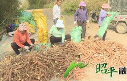 【乡村振兴看昭平】黄心木薯迎丰收 “一村一品”铺就致富路