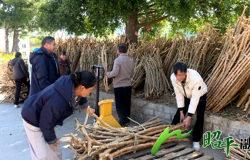【乡村振兴看昭平】黄心木薯种苗成“香饽饽” 农户采购忙增收