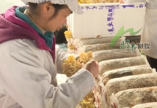 馋哭了！昭平的菌子“熟”啦（采编：谢琳 黄柠 审核：陈龙）