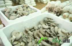 【乡村振兴看昭平】 小菌菇撑起致富伞