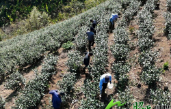 【乡村振兴看昭平】一片茶叶 点绿生金