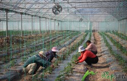 【乡村振兴看昭平】 昭平“订单菜园”管护忙 优质果蔬直供大湾区