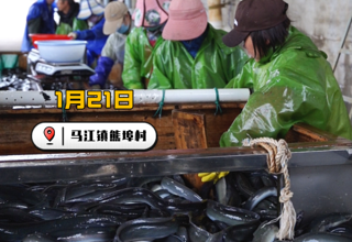 家乡的“鳗”妙产业！