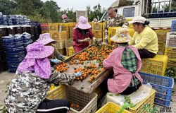 【新春走基层】北陀镇1.8万亩砂糖桔迎丰收 橙红果实铺就乡村致富路