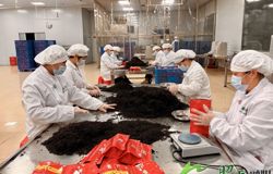 【新春走基层】茶企复工复产忙